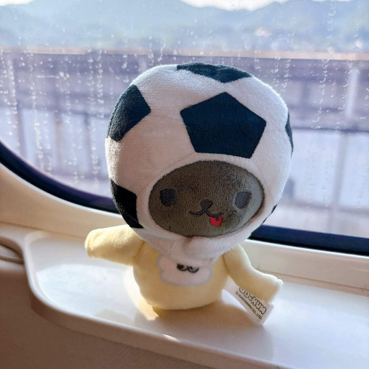cp15ein's tweet photo. ピー可愛いね( ⸝⸝ᵕᴗᵕ⸝⸝ )💓 https://t.co/h3Kdv5FS6b