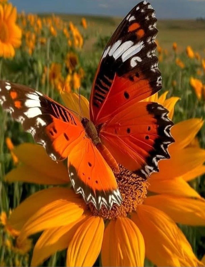 Solara786's tweet photo. Happiness 🌻 https://t.co/qRlFILbE3y