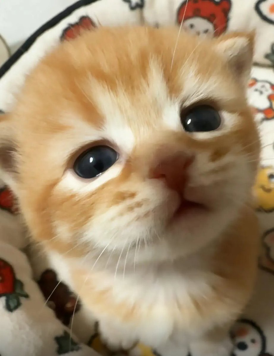 byammmi's tweet photo. 건냥이♡ https://t.co/lA1R0TNcNk