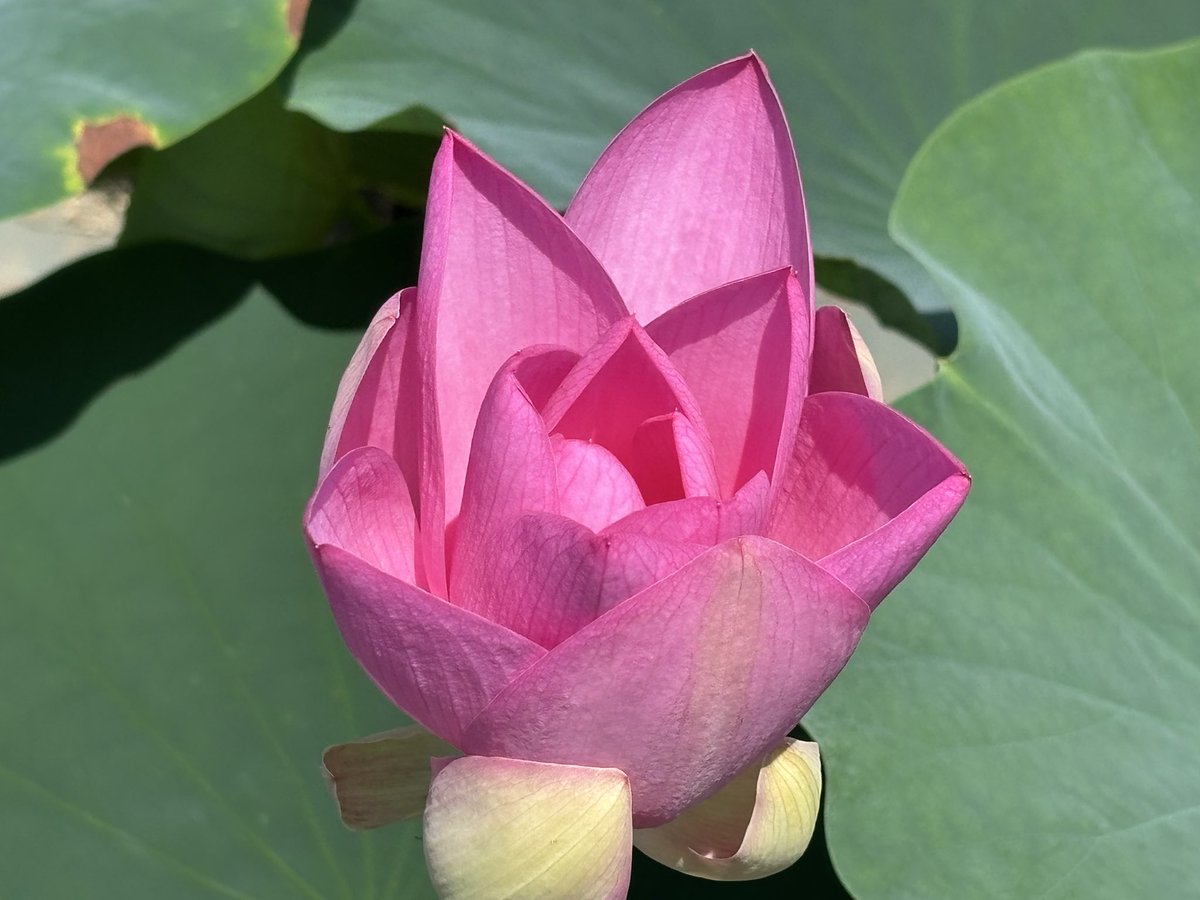 Marutora006's tweet photo. コミュニティながいずみの
オオガハスです♫

今日、一輪の
花が咲いていました。
いつもの花より
少し小さいですが
綺麗でした♫ https://t.co/TMh8boFh2Q