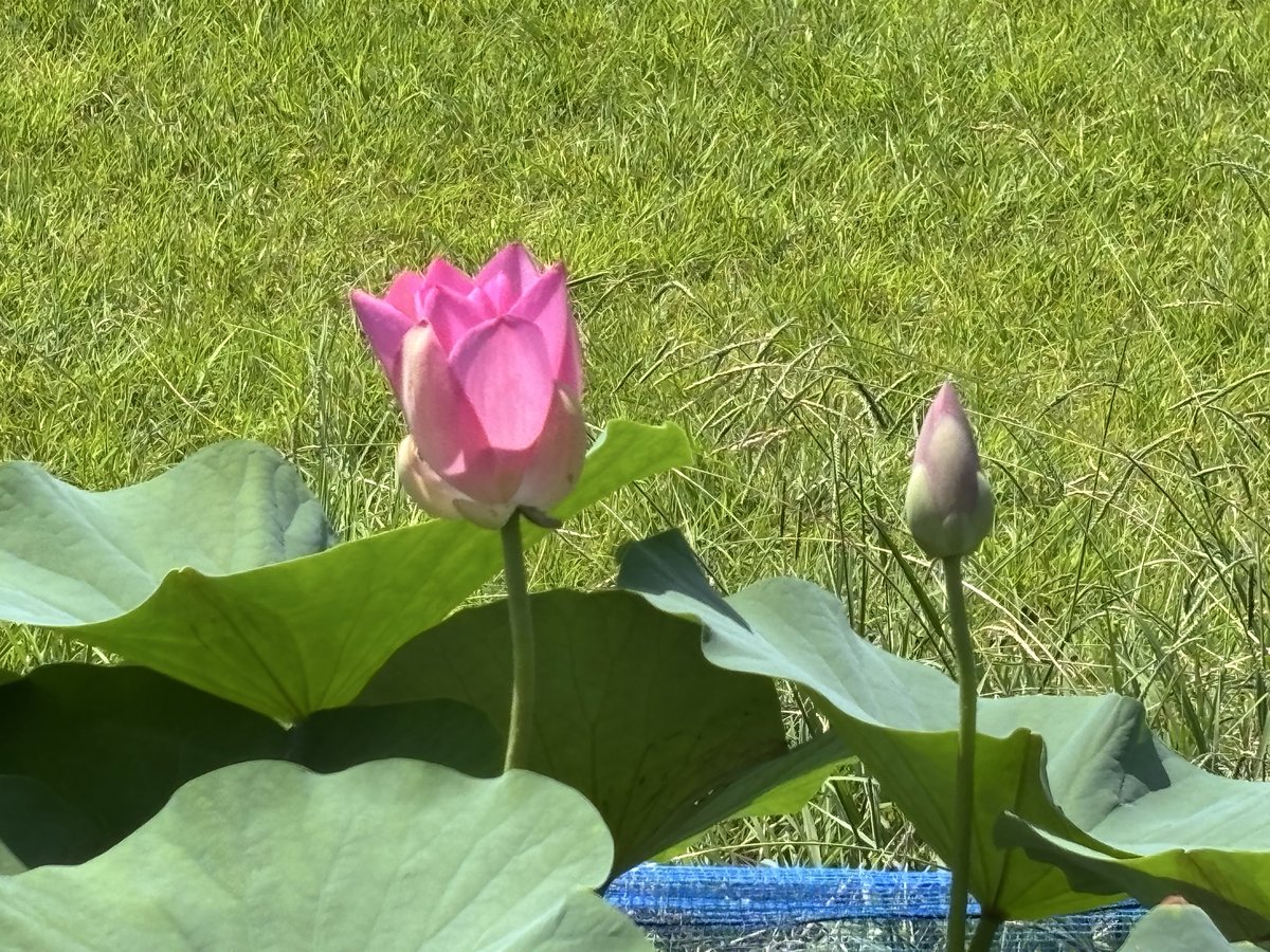 Marutora006's tweet photo. コミュニティながいずみの
オオガハスです♫

今日、一輪の
花が咲いていました。
いつもの花より
少し小さいですが
綺麗でした♫ https://t.co/TMh8boFh2Q