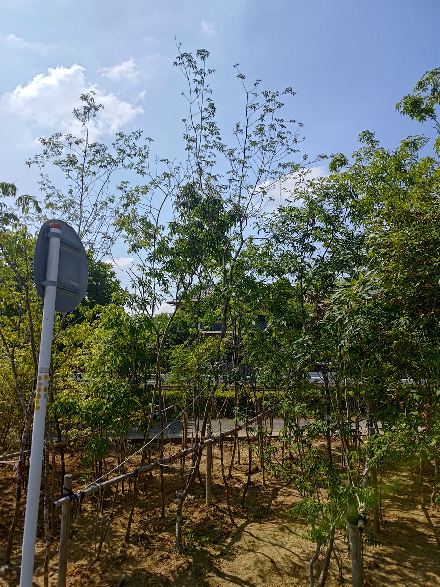 joypops108's tweet photo. 植栽の樹を探しに
はんまつに来てます

いいなと思う枝ぶりは
ほとんど売約済み

なんか
宝探し気分ですよ♪ https://t.co/x7JmxiAgeX