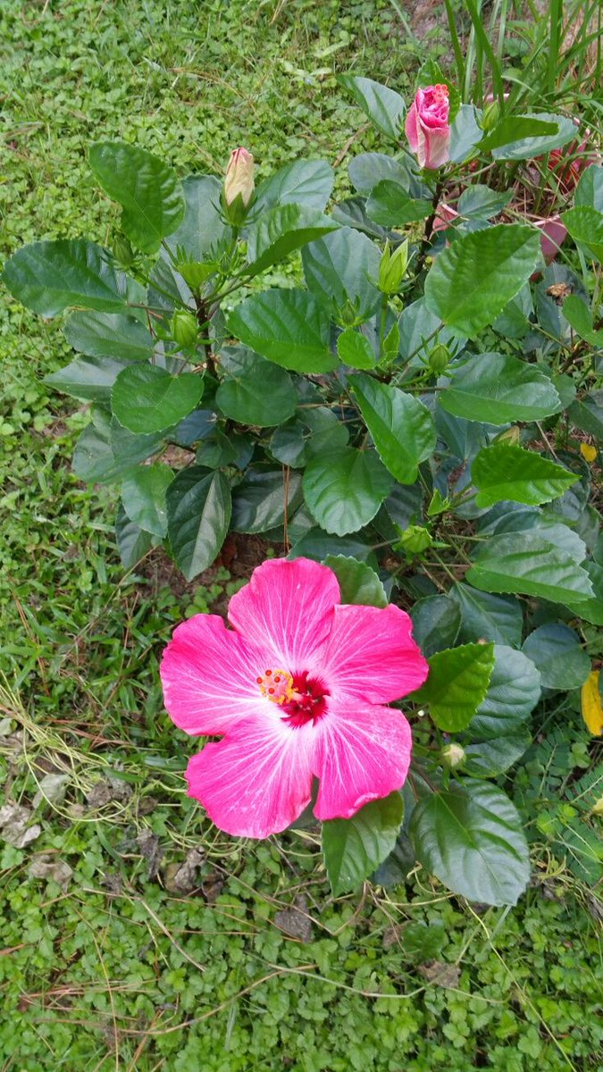 BeautifulW18818's tweet photo. Lovely day with pretty flowers 🤩 https://t.co/pYzMBeWciD