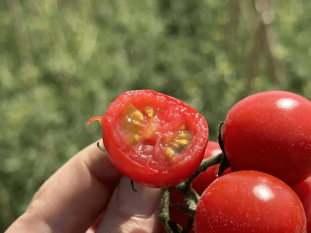D34414685's tweet photo. Just tried the new organic cherry tomatoes from the local farm ! Super juicy, sweet, and no weird aftertaste—perfect for summer salads or snacking. 10/10 would repurchase! https://t.co/0kpjh19vrR