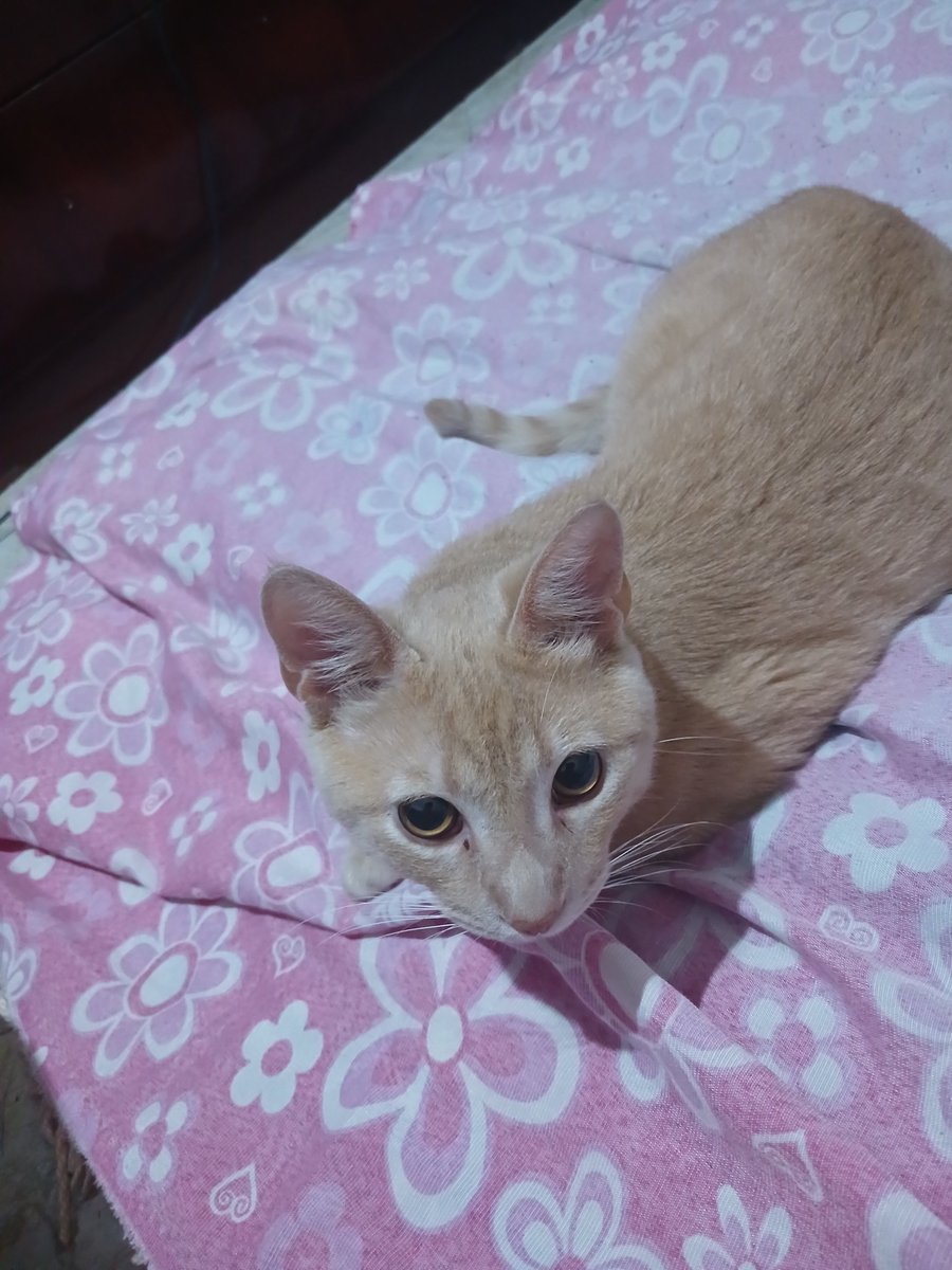 pexztp's tweet photo. te amo você é minha vida https://t.co/r48GfdRaFR