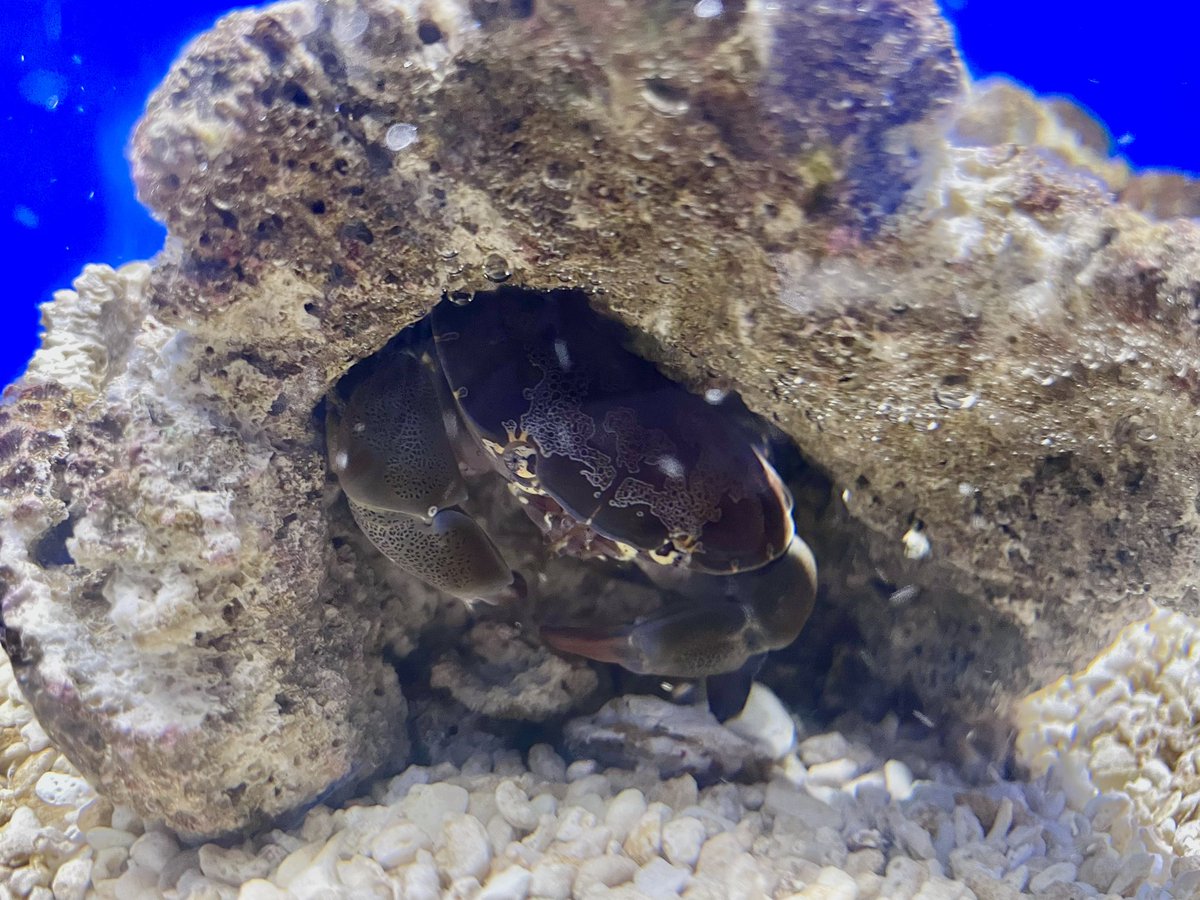 reimar812's tweet photo. 本物のスベスベマンジュウガニ https://t.co/pQ4hq6HQLv