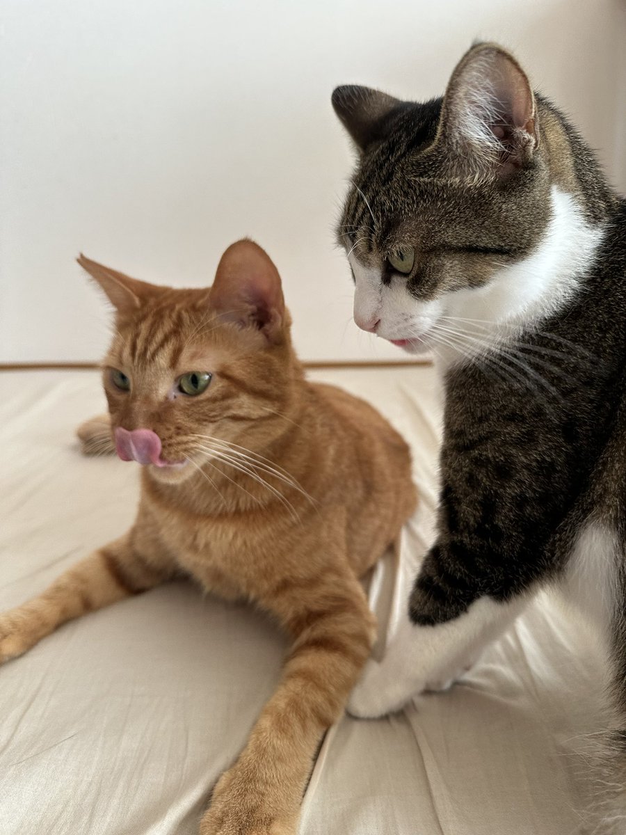 tenrum358's tweet photo. 各々🐈🐈‍⬛🐈‍⬛

#猫
#猫のいる幸せ 
#猫好きさんと繋がりたい 
#猫好きさんとつながりたい 
#加藤好洋 さん
@kato_yoshihiro_ https://t.co/UZ3WH2FEWB