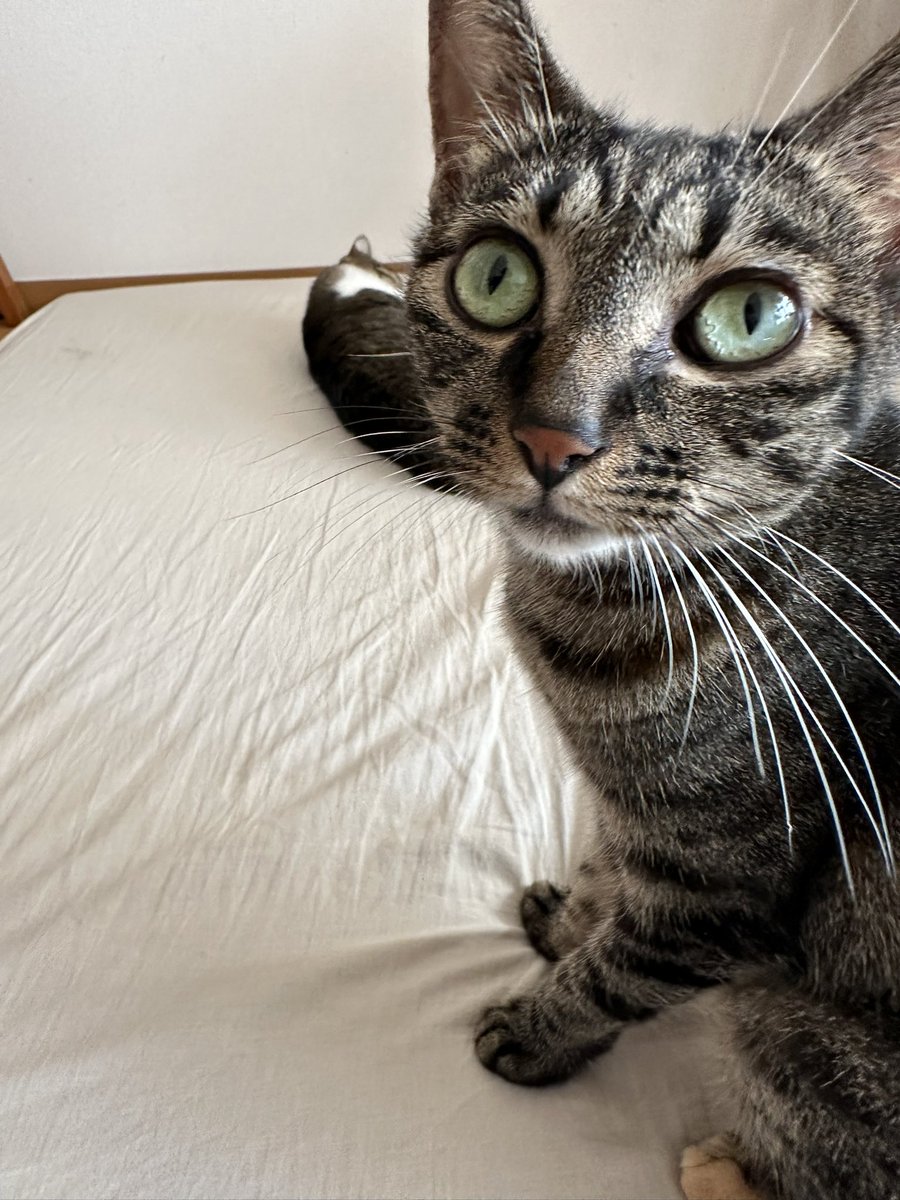 tenrum358's tweet photo. 各々🐈🐈‍⬛🐈‍⬛

#猫
#猫のいる幸せ 
#猫好きさんと繋がりたい 
#猫好きさんとつながりたい 
#加藤好洋 さん
@kato_yoshihiro_ https://t.co/UZ3WH2FEWB