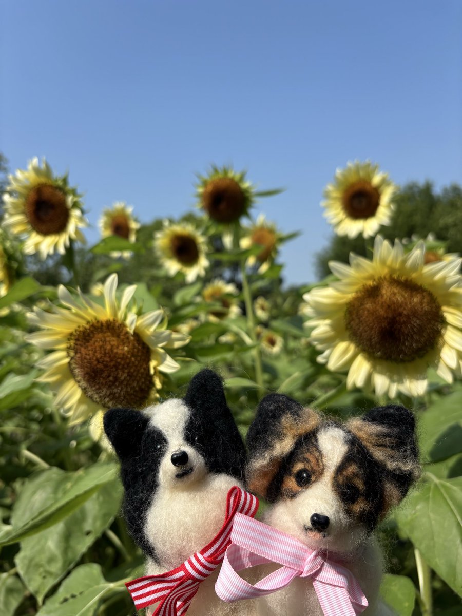 パピヨン #ラム #みるく #ひまわり🌻 昨日公園に咲いている向日葵を見