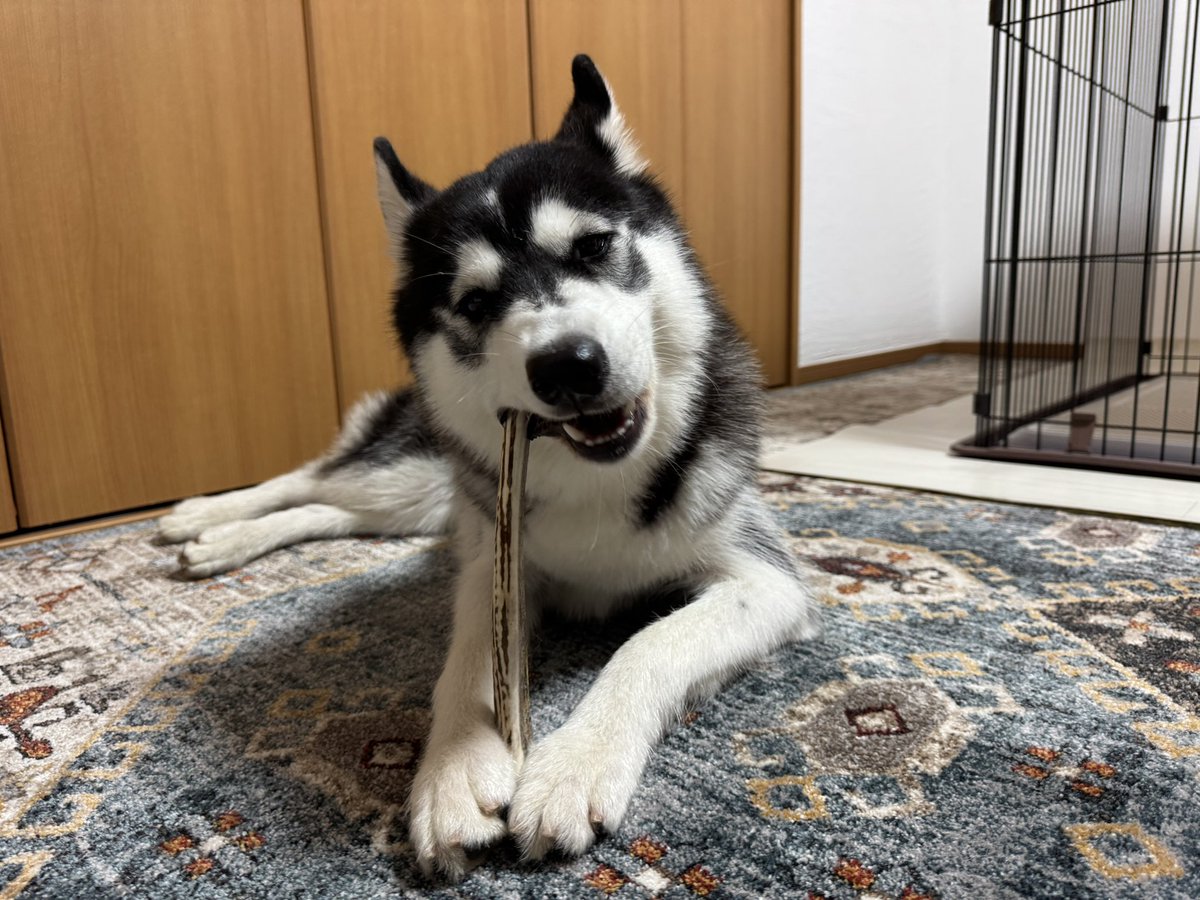 samosky_L's tweet photo. 今日の体重18.9キロ
少し重くなったね☺️
#サモスキー　#サモエド　#ハスキー https://t.co/nn60CyCyr9