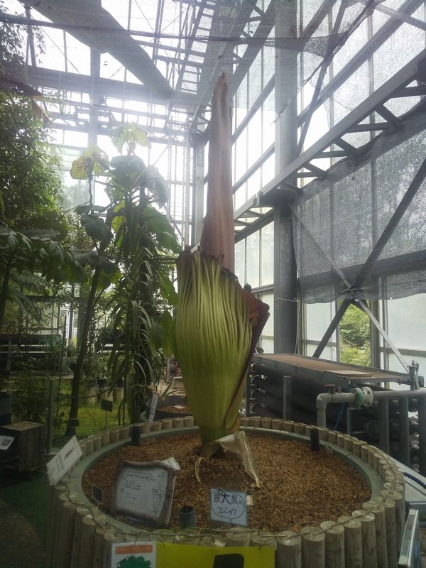 MingoDesuto's tweet photo. ショクダイオオコンニャク
つくば市　筑波実験植物園 https://t.co/b7O8gqVuNn