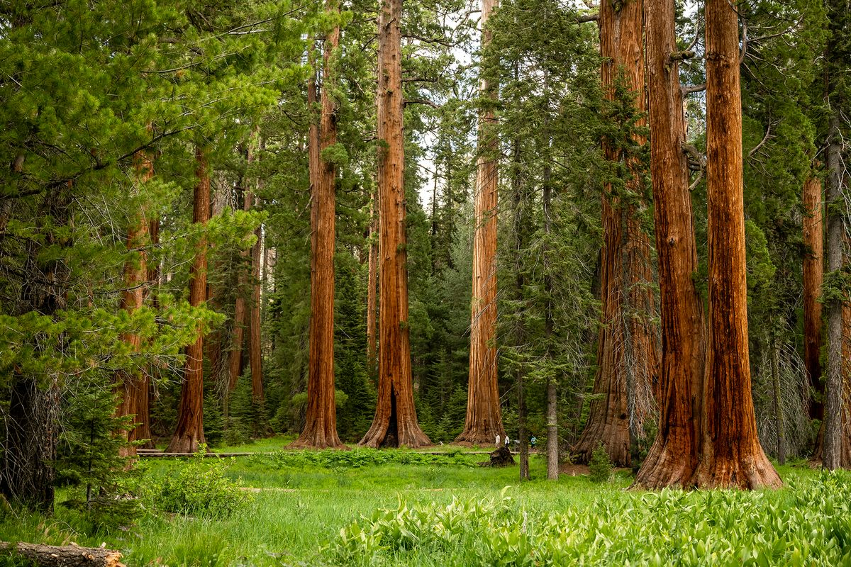 SFGate's tweet photo. 1 person dead near Sequoia National Park's iconic General Sherman tree https://t.co/0Z4dU2st2k https://t.co/2LuwYhpYGa