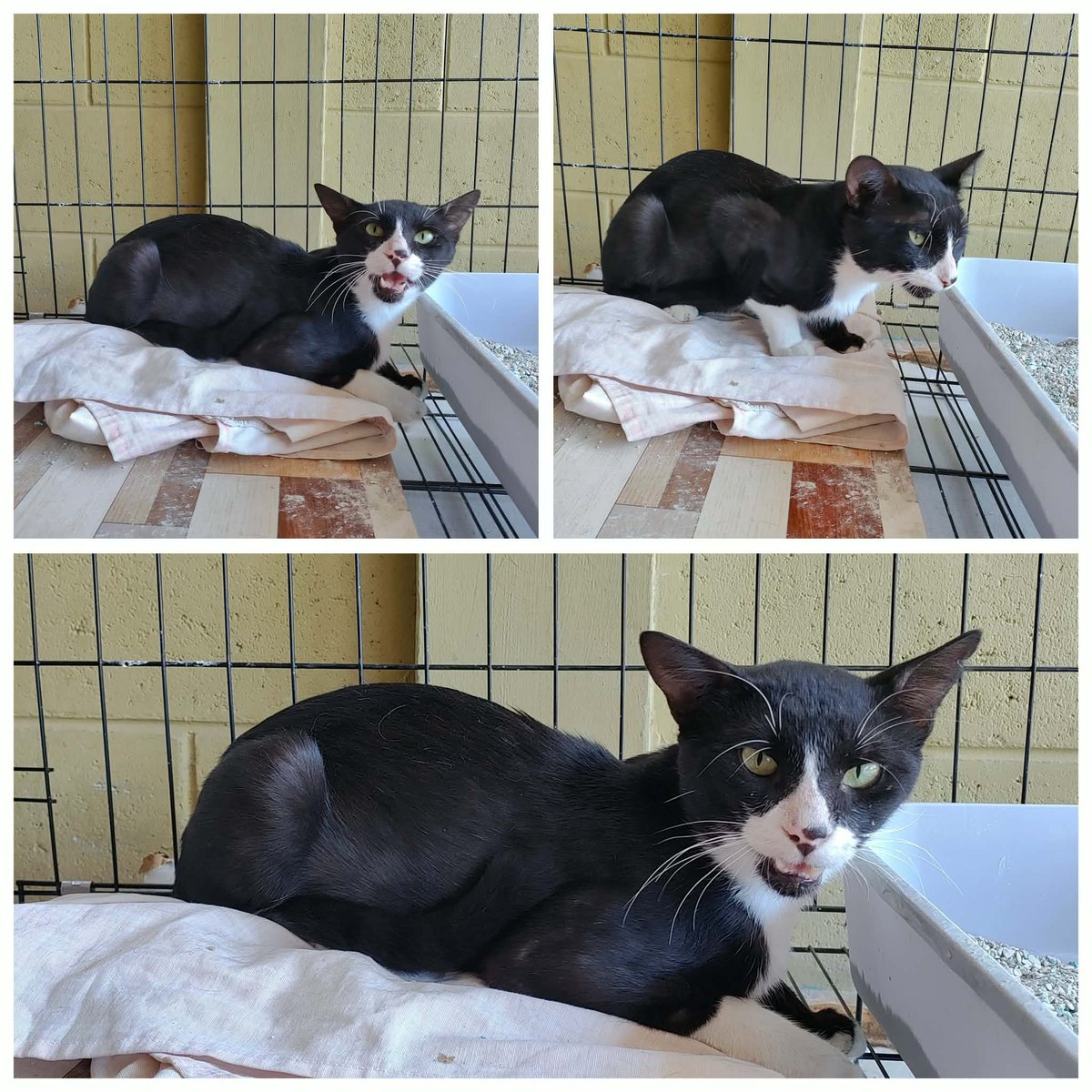 lyssitta's tweet photo. SERVICIO SOCIAL✅️
#adoptaunmichi 😻 💕

Botas, rescatado cerca del edificio Trelum.

Rescatamos a toda la manada (7) y no queremos que regresen a la calle.

Ya está castrado y busca un hogar para siempre.

Si deseas cambiarle la vida y adoptarlo por favor contactar al: 7923-1335.