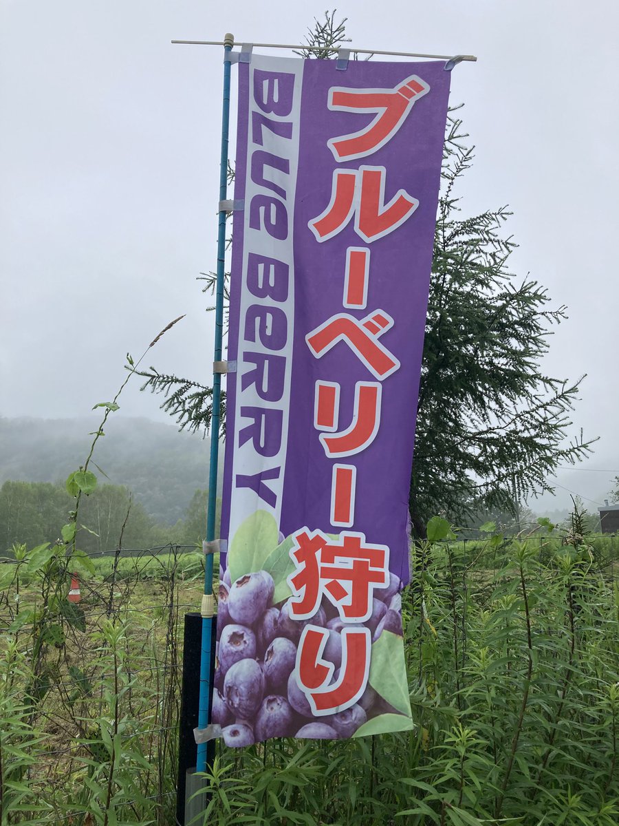 odorokinomori's tweet photo. 本日から今シーズンのブルーベリー狩りがスタート‼️
そして、Laboでは生ブルーベリーの販売が本日から販売致します。
今シーズンもよろしくお願いします🙇

#ブルーベリー狩り
#ブルーベリー狩り募集中
#驚きの森Labo https://t.co/9IDcmJL5dn