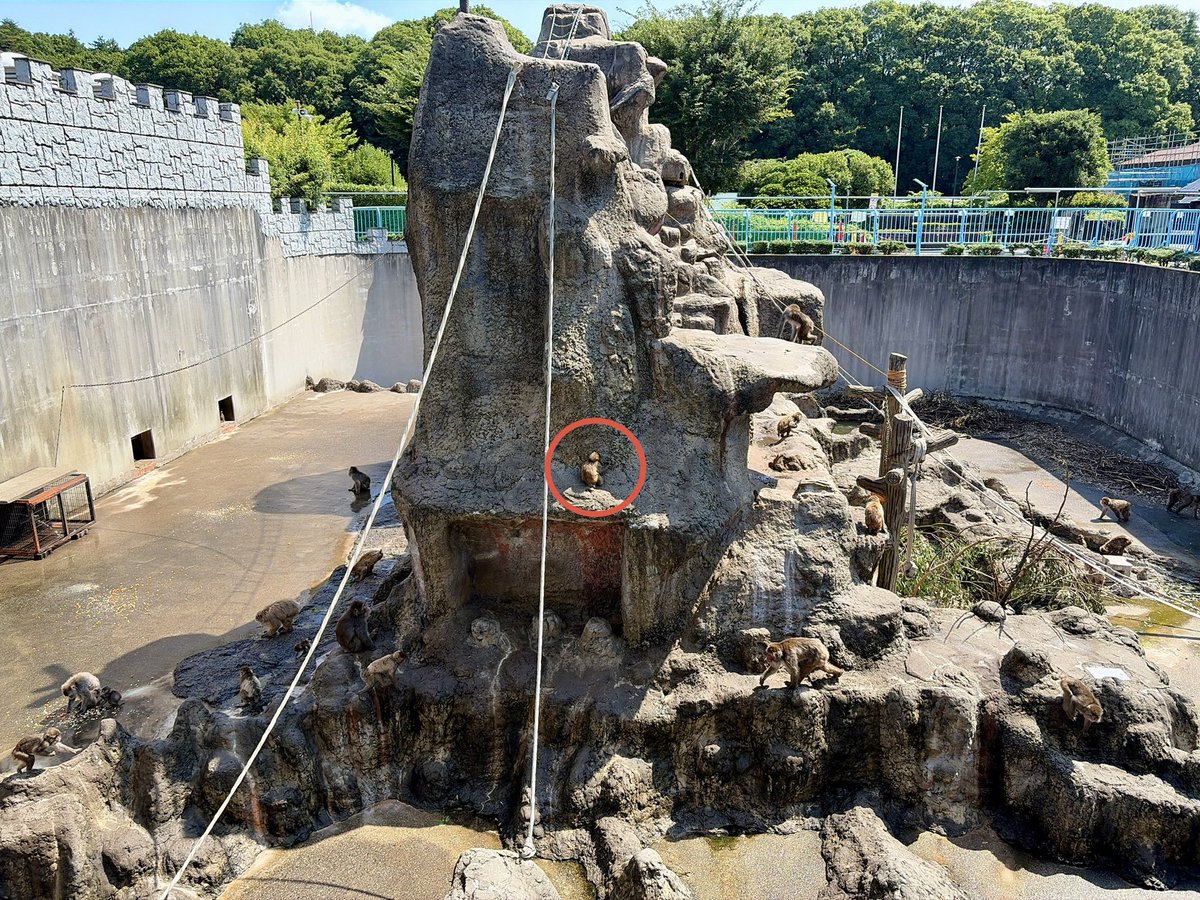 市川市動植物園(公式) tweet media