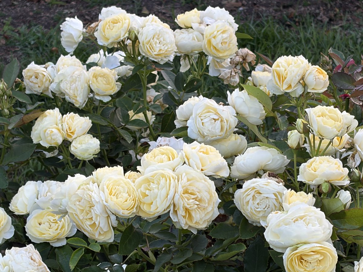 shugersei's tweet photo. 朝早く涼しいうちに薔薇園を散策
「薔薇の香りにむせかえるようだ」 https://t.co/nOOsAXlGeM