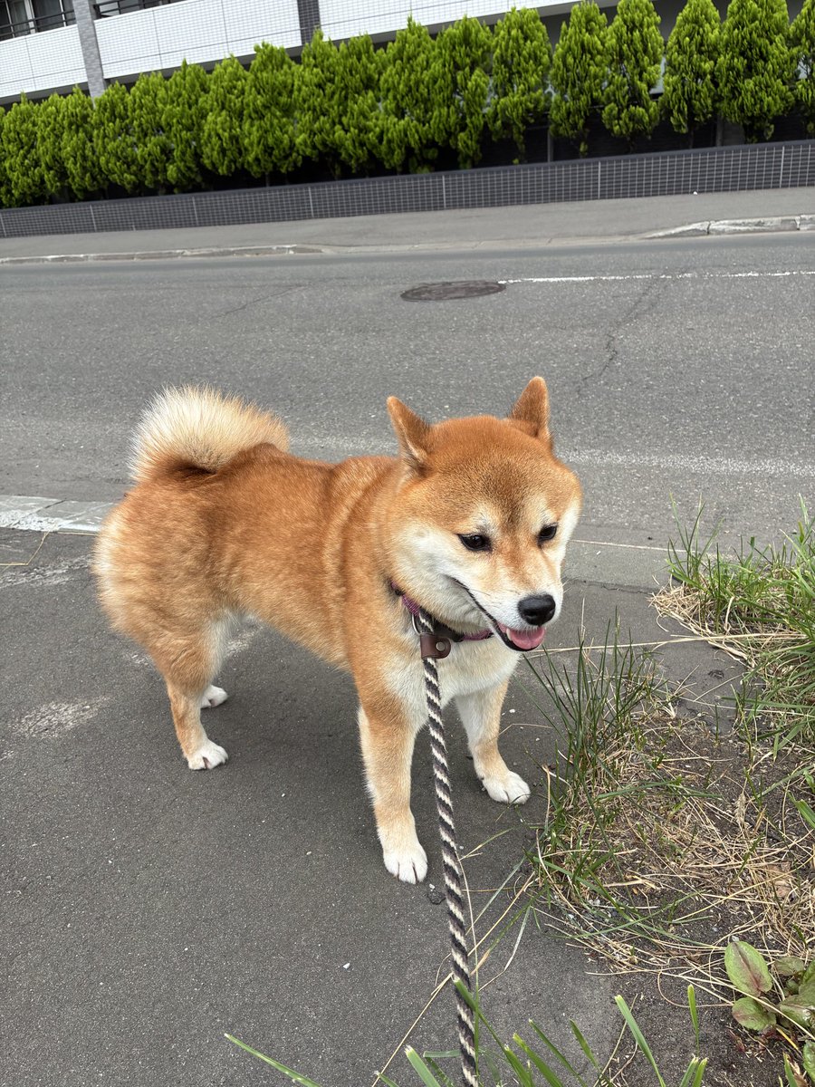 yoronoa's tweet photo. 飼い主が謎の体調不良でもイッヌには関係ないのである https://t.co/KxEzSZOEpO
