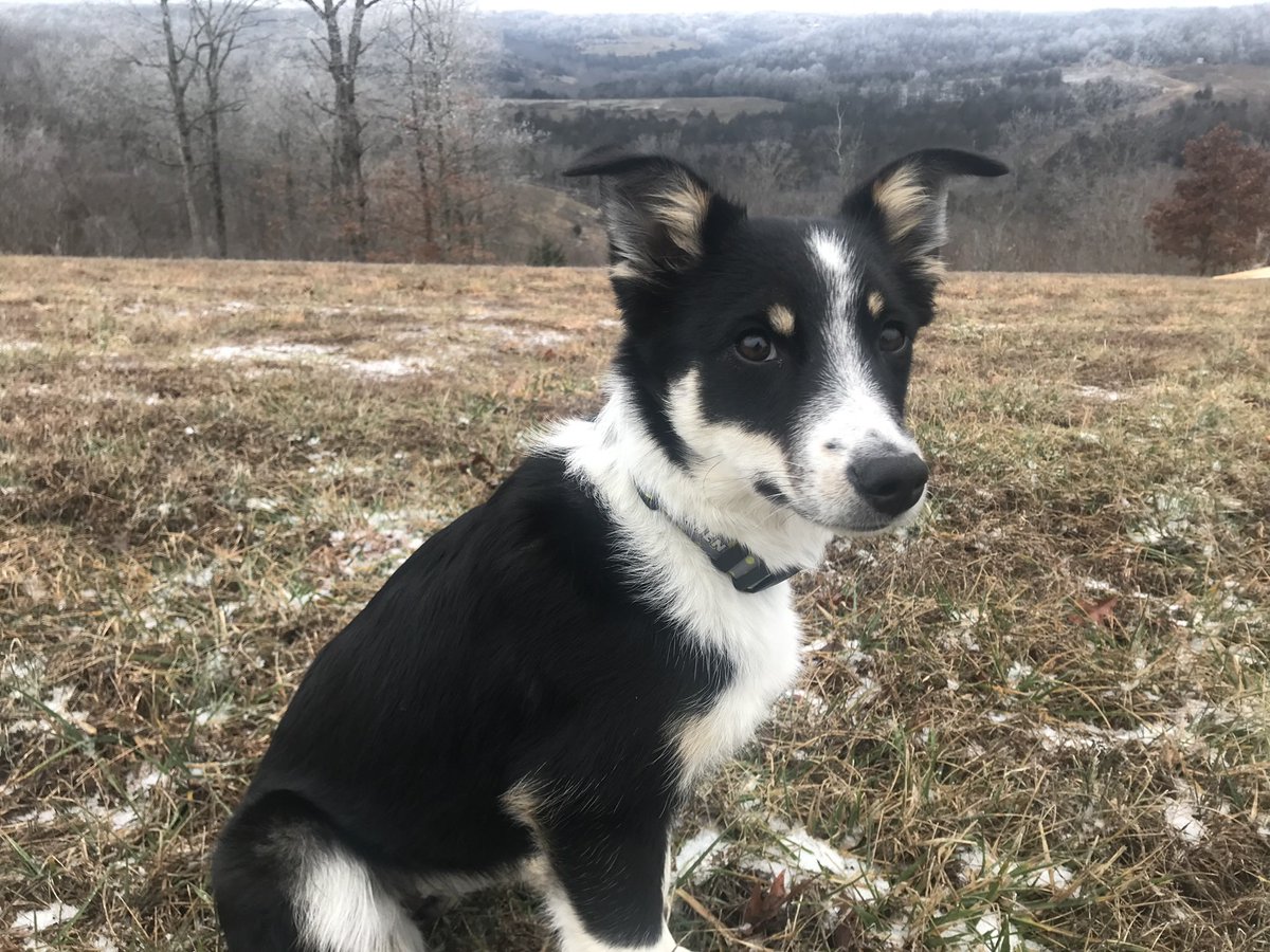 HTTCtraining's tweet photo. @AlixG_2 The day I found her in the woods and brought her home https://t.co/uAGptrfkc1