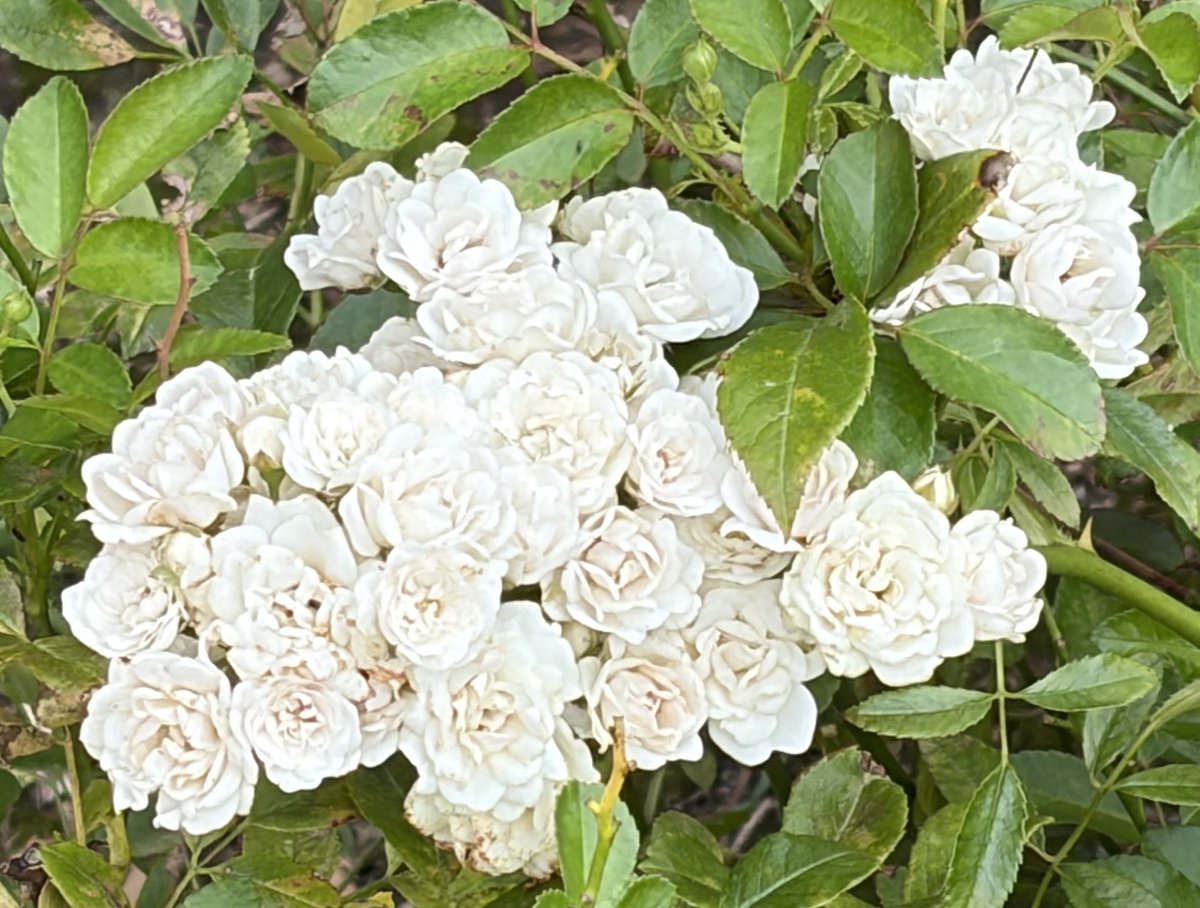 shugersei's tweet photo. 白薔薇があれば撮る https://t.co/3wlwPhPKxq