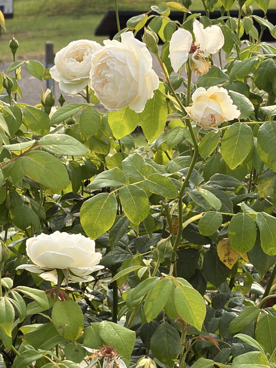 shugersei's tweet photo. 白薔薇があれば撮る https://t.co/3wlwPhPKxq