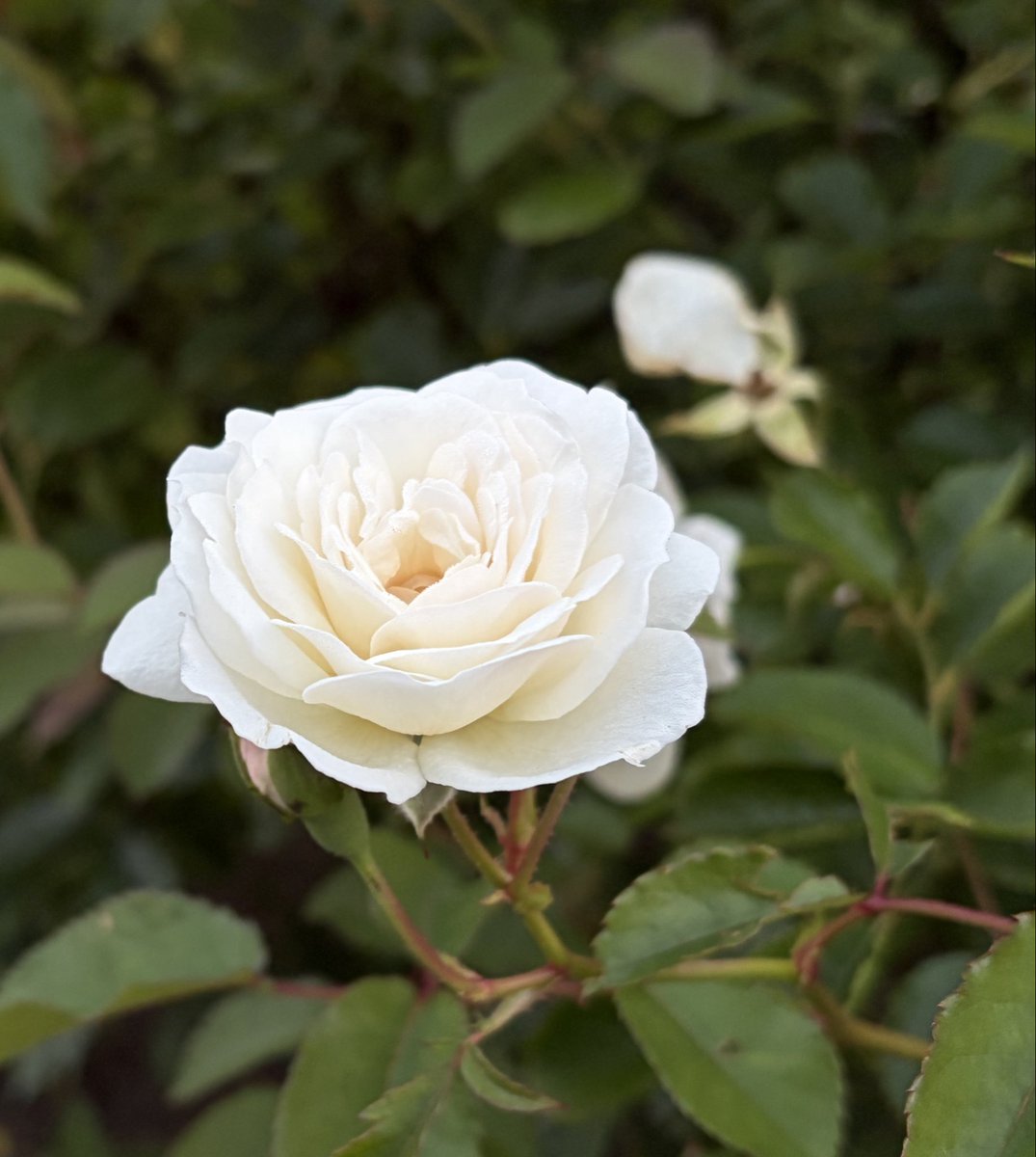 shugersei's tweet photo. 白薔薇があれば撮る https://t.co/3wlwPhPKxq