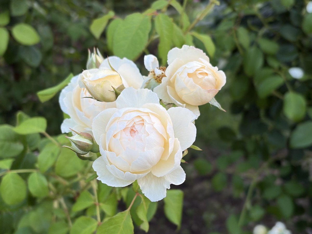 shugersei's tweet photo. 白薔薇があれば撮る https://t.co/3wlwPhPKxq