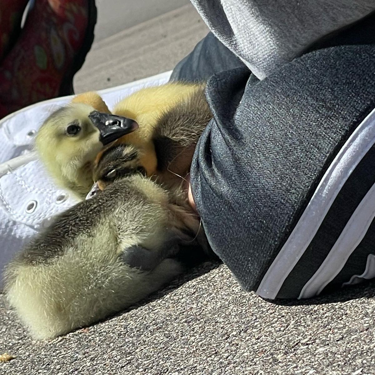 duckingwithbert's tweet photo. And now there is 13!! 
#duck #ducks #ducksofinstagram #ducklife #pets
#duckling #duckofinstagram #ducklings #petduck
#ducklove #ducklover #ducklover
#littleduck #ducky #Ente #eend #Enten #eenden
#Pato #duck #cuteduck
#duckmeme #ducks
#animals #mallard
#myanimal #duckcute #cute… https://t.co/urApAa5cuT