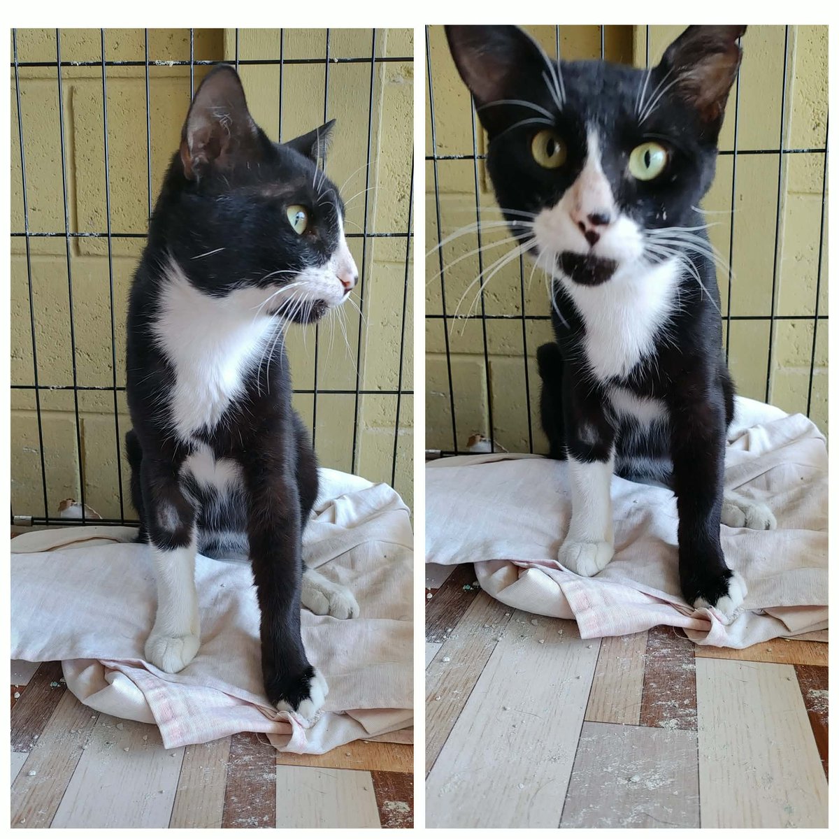 lyssitta's tweet photo. SERVICIO SOCIAL✅️
#adoptaunmichi 😻 💕

Botas, rescatado cerca del edificio Trelum.

Rescatamos a toda la manada (7) y no queremos que regresen a la calle.

Ya está castrado y busca un hogar para siempre.

Si deseas cambiarle la vida y adoptarlo por favor contactar al: 7923-1335.