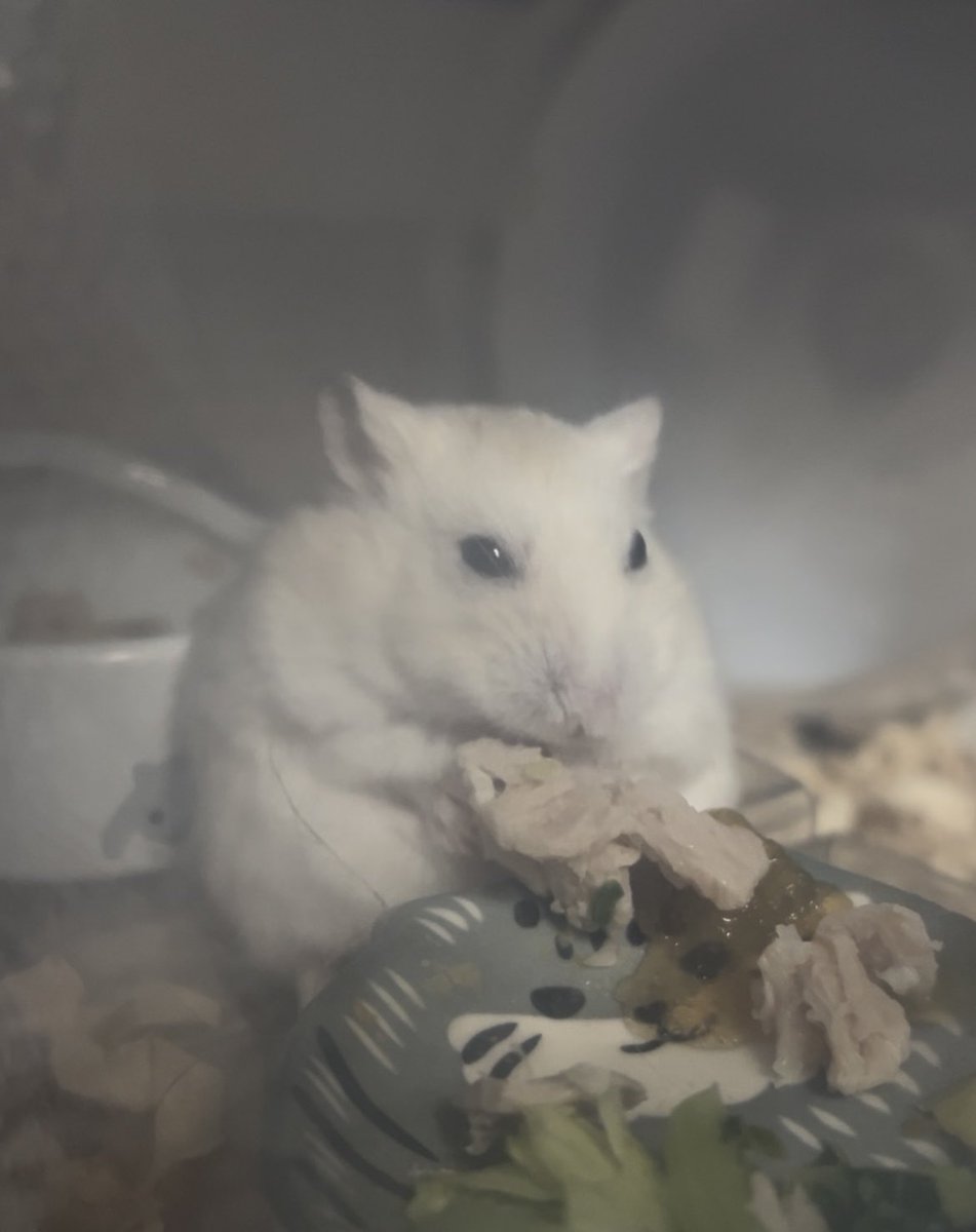 s_sakura_n's tweet photo. ハムスターの大福さんが、虹の橋を
渡って1週間経ちました。

ペットショップで、一番に手に乗って
きた大福さん。
変顔や仕草が可愛いくて。
最期のお顔も笑っている様な…本当に
可愛い子でした。
たくさんの可愛いと癒しをありがとう。 https://t.co/10Rv3XfioN