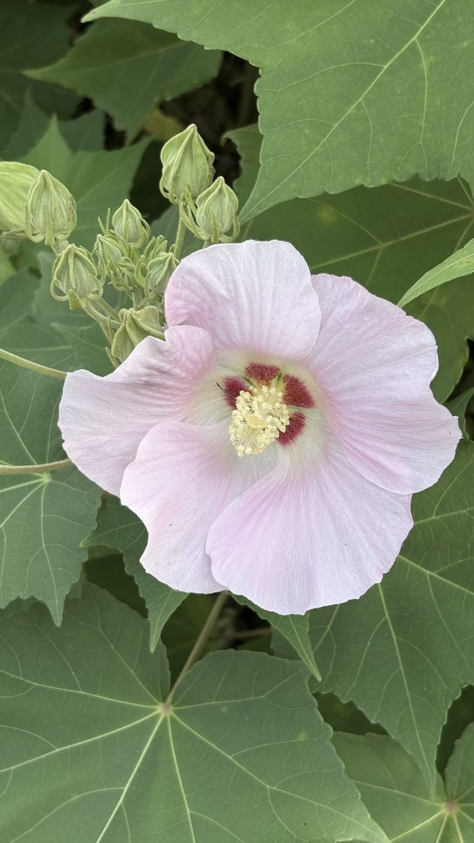 prmauruga's tweet photo. 白とピンクの芙蓉もすごく良き良き https://t.co/pdGFxORANK