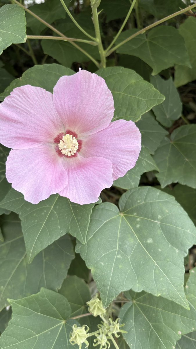 prmauruga's tweet photo. 白とピンクの芙蓉もすごく良き良き https://t.co/pdGFxORANK