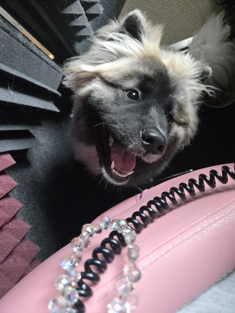 justineleahVA's tweet photo. Kaiya is begging to hop into the booth today!! ๐ถ๐
What is she recording for?? Wrong answers only!! ๐ฎ
#voiceactor #boothbuddy #boothie #whatsinyourbooth https://t.co/5Lstq4q3Ou
