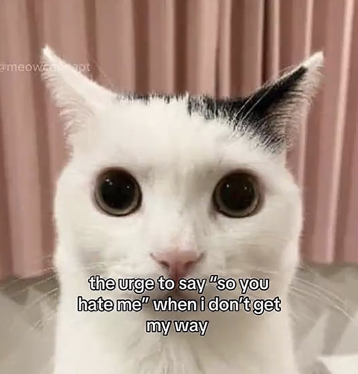 literallymecats's tweet photo. https://t.co/5u4gGZFGqz