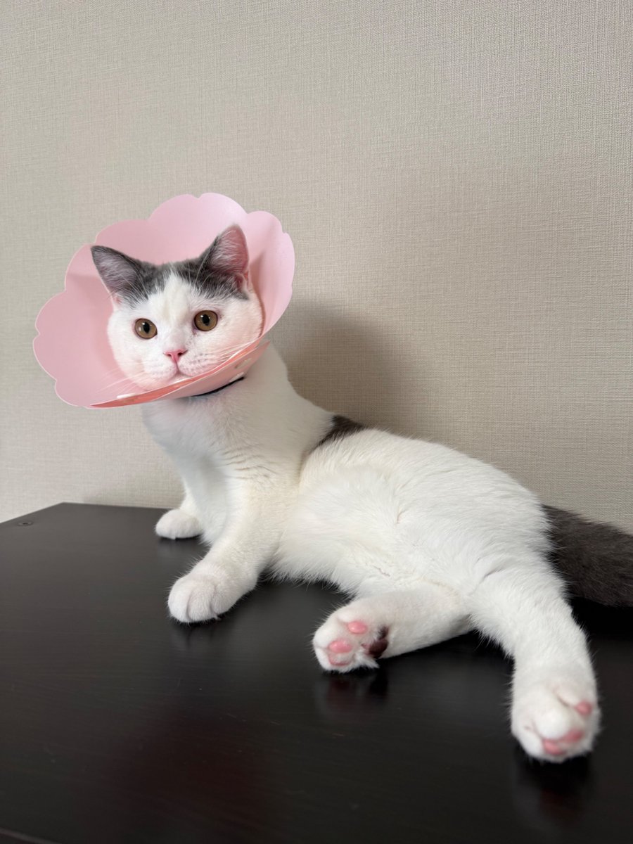 ldToTbl's tweet photo. ちょっとしたらエリザベスカラー取れるので今のうちに写真を撮っておく。
#ブリティッシュショートヘア
#猫のいる生活
#猫好きさんと繋がりたい #猫 https://t.co/MWyAwIpLek