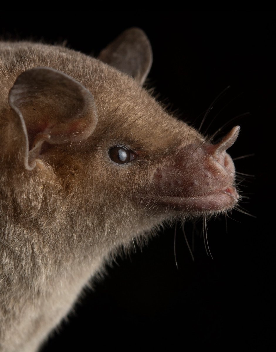 SpeciesFecesCo's tweet photo. Happy #NationalTequilaDay!
Raise a glass to bats! 🦇 Three species of nectar-feeding "tequila bats" pollinate agave plants, helping sustain the ecosystems—and tequila traditions—we enjoy today.
#NationalTequilaDay #BatFriendly #TequilaBats #BatsMatter #Pollinators https://t.co/75IpXV7TO8