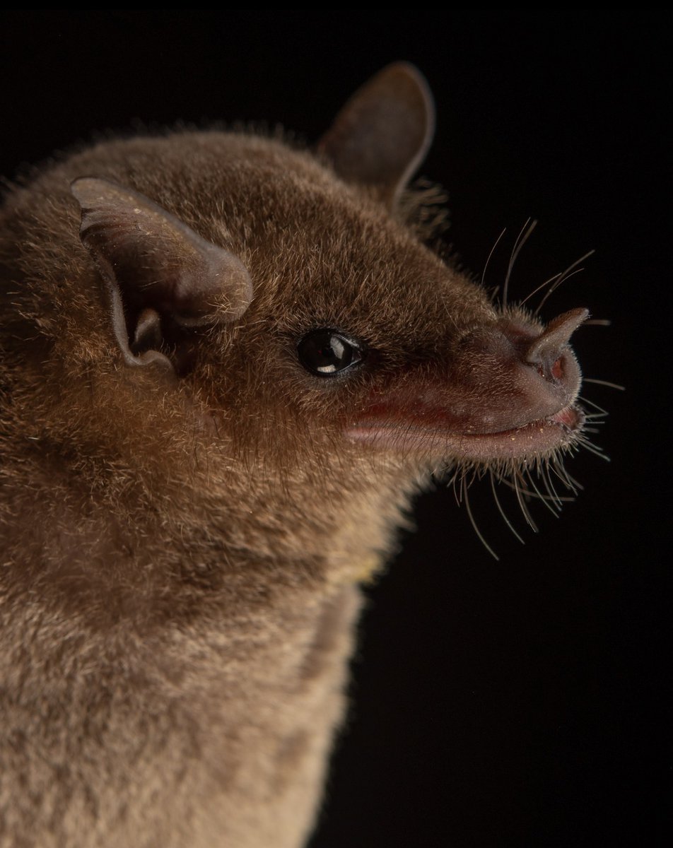 SpeciesFecesCo's tweet photo. Happy #NationalTequilaDay!
Raise a glass to bats! 🦇 Three species of nectar-feeding "tequila bats" pollinate agave plants, helping sustain the ecosystems—and tequila traditions—we enjoy today.
#NationalTequilaDay #BatFriendly #TequilaBats #BatsMatter #Pollinators https://t.co/75IpXV7TO8