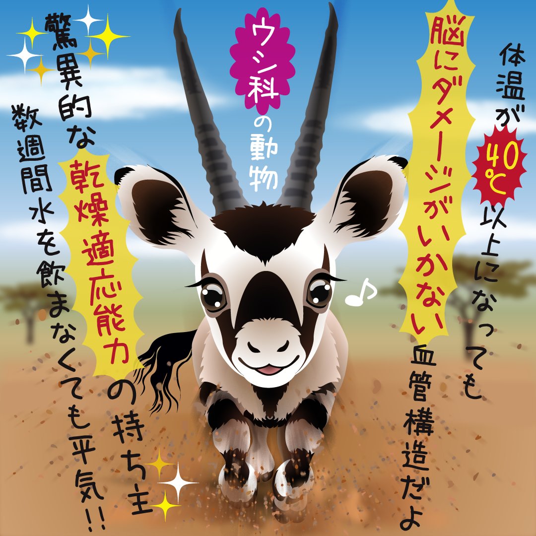 live_animals1's tweet photo. こんにちは。みきみつです
横を向いた時に角が1つに見えるため
伝説の動物「ユニコーン」のモデルになったと言われている
オリックス
約90cmの角は天敵から身を守る時や
同族での争いや
暑さを凌ぐための穴掘りに使うよ
野生絶滅種で一部 ＃絶滅危惧種
＃動物好きな人と繋がりたい ＃イラスト https://t.co/GAjHMZAGY4