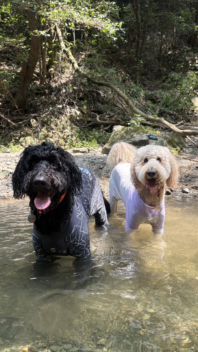 sunset20110612's tweet photo. 川に来たよー！涼しいよー！

#バーニードゥードル #bernedoodle #ゴールデンドゥードル #ファンタジードッグステージ #兄弟犬と繋がりたい https://t.co/c2umeVfm9U