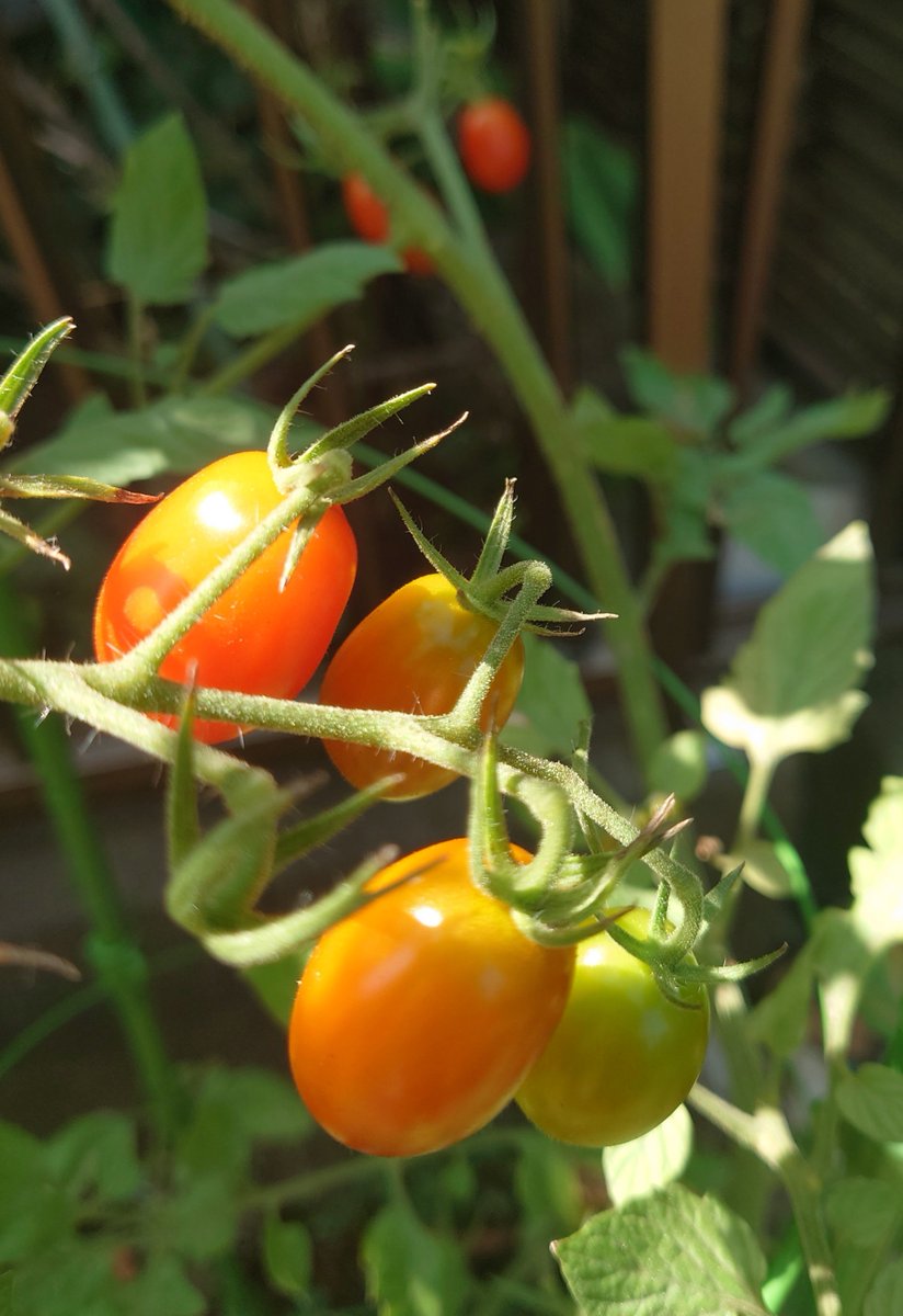 HARUFA_v's tweet photo. よきよき🍅 https://t.co/bo3VUsZGdA