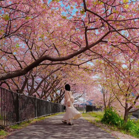 jorgeARMANDO182's tweet photo. Strolling beneath a blooming canopy of cherry blossomsletting the petals guide my steps
TUrU https://t.co/ZKRP8rlGR6