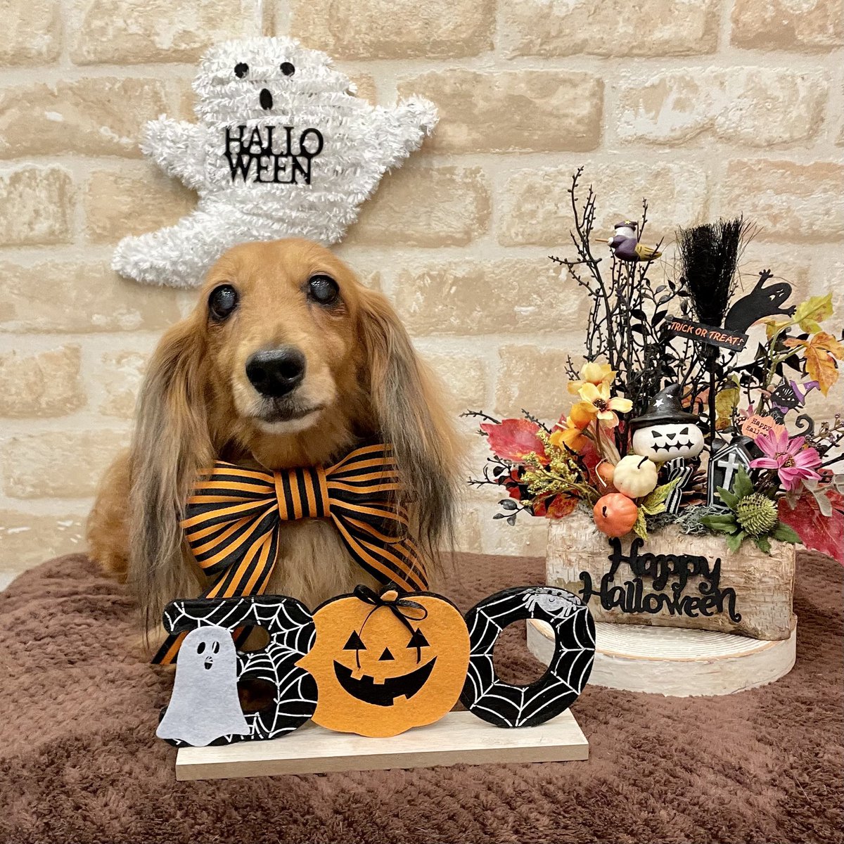 choco_snow888's tweet photo. 想いが聴けて魂が喜んでるから
なんだか体が軽い😊
嬉しくて嬉しくて泣きたい気持ち🥹
亡くなって天に昇ったけんちゃんの
お話も凄く心にしみわたりました
書いてて涙が溢れそう
おっと危ない。。🥹
ちゅちゅ会えてるかな
お写真見せてお話してたんだよ
❷❹❹くんの事も
いつか一緒に会いたいねって https://t.co/AsyG9tKVmW