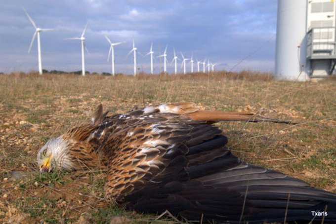 mk77_williepete's tweet photo. @Holden_Ford1976 @EricLDaugh Since it was low resolution/shaky video, I could only estimate from the soaring profile/silhouette that this likely was an Eagle before being mortally injured by a blade strike.
However, this single image far better tells the 'tail' of the #ClimateCult's #BirdBlenders. https://t.co/mNhCuKRHow