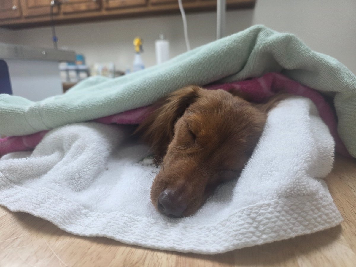 ChibiReviews's tweet photo. Good news and bad news. Leyley is being able to go home today 

She has been put on anti-seizure medication and has liquid food that needs to be administered to her once a day

She had cluster seizures and one of the seizures lasted upwards of 11 minutes.

The seizures were causing her to ingest air that was rapidly filling her stomach and intestines causing bloat. 

From the X-Rays her intestines were starting to twist because of it. 

The reason this started was because miniature dachshunds are very prone to seizures from what the Doctor told me.

This morning she started to have a seizure and urinated on herself. I immediately rushed her to the hospital in a towel and was there from 9am until 6:30pm

Her levels of potassium was also critical and is being investigated at a later point. I have been given nutrition to feed her daily and they managed to get her levels back in the green.

She currently is extremely exhausted and barely moving. However she is able to move her head around again.

Leyley might have seizures for the rest of her life, but that medication can prevent them

Right now the Doctor told me from her having a bowel movement we are out of the critical zone.

The doctor told me if the bloat continues surgery will have to be done. She is a 24-hour Emergency Doctor for dogs.

So if anything happens tonight, I can immediately take her.

Right now Leyley needs rest and is out of it thanks to all the medication