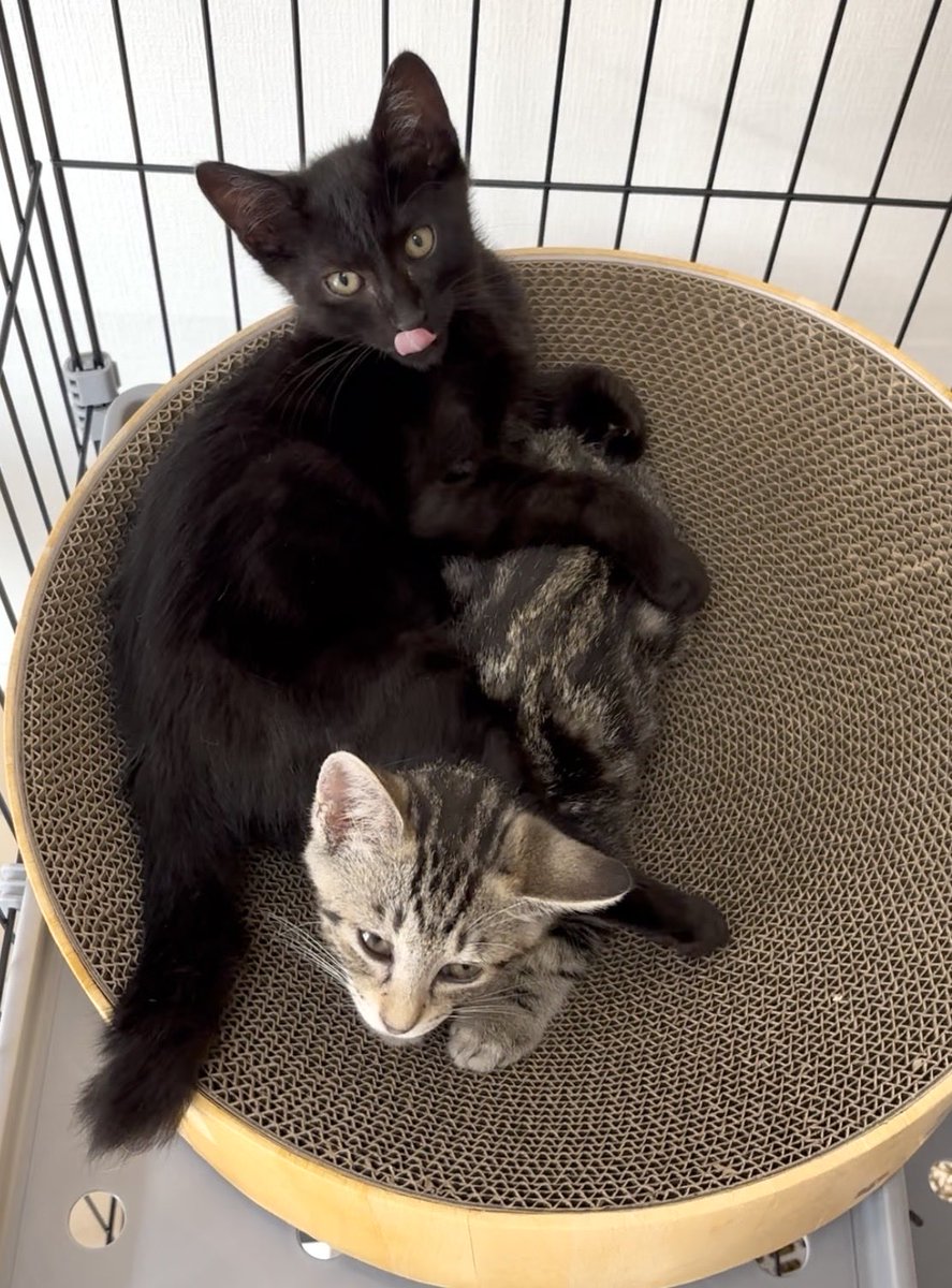 liaruso800's tweet photo. 3ヶ月ぐらいの兄妹仔猫
猫風邪、ノミ、寄生虫の治療5日経過
獣臭さと目ヤニがほぼ取れた(´∀｀) https://t.co/J0XJUS3epx