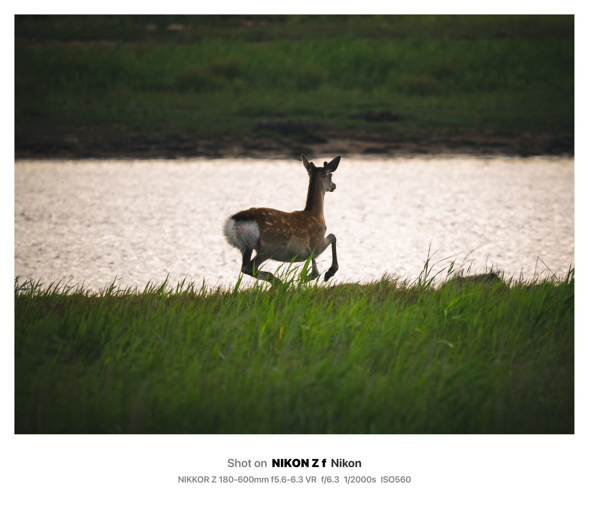 eco_PhotoCaffe's tweet photo. 北海道で出会った野生動物達🦊🦌🦦🦭

📷Nikon Zf × NIKKOR Z 180-600mm f5.6-6.3 VR https://t.co/xK7nF7rD3K