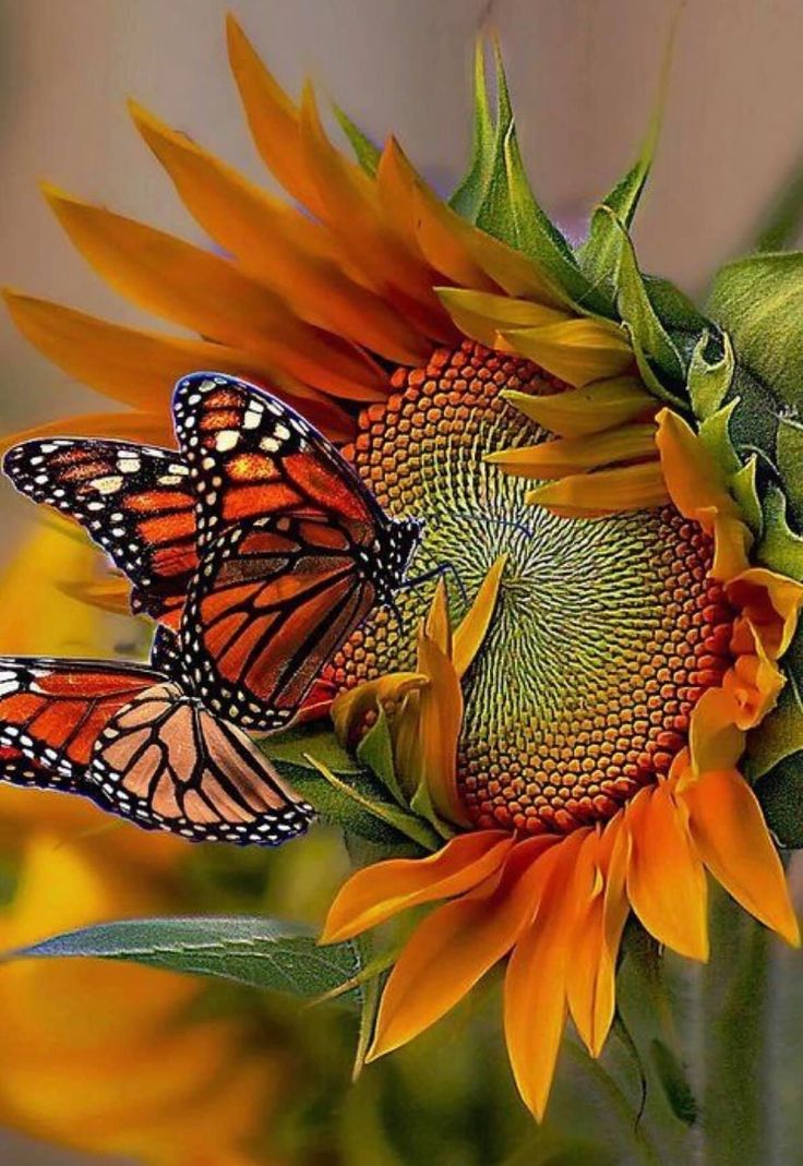 Solara786's tweet photo. https://t.co/fqMMPMmVZ5