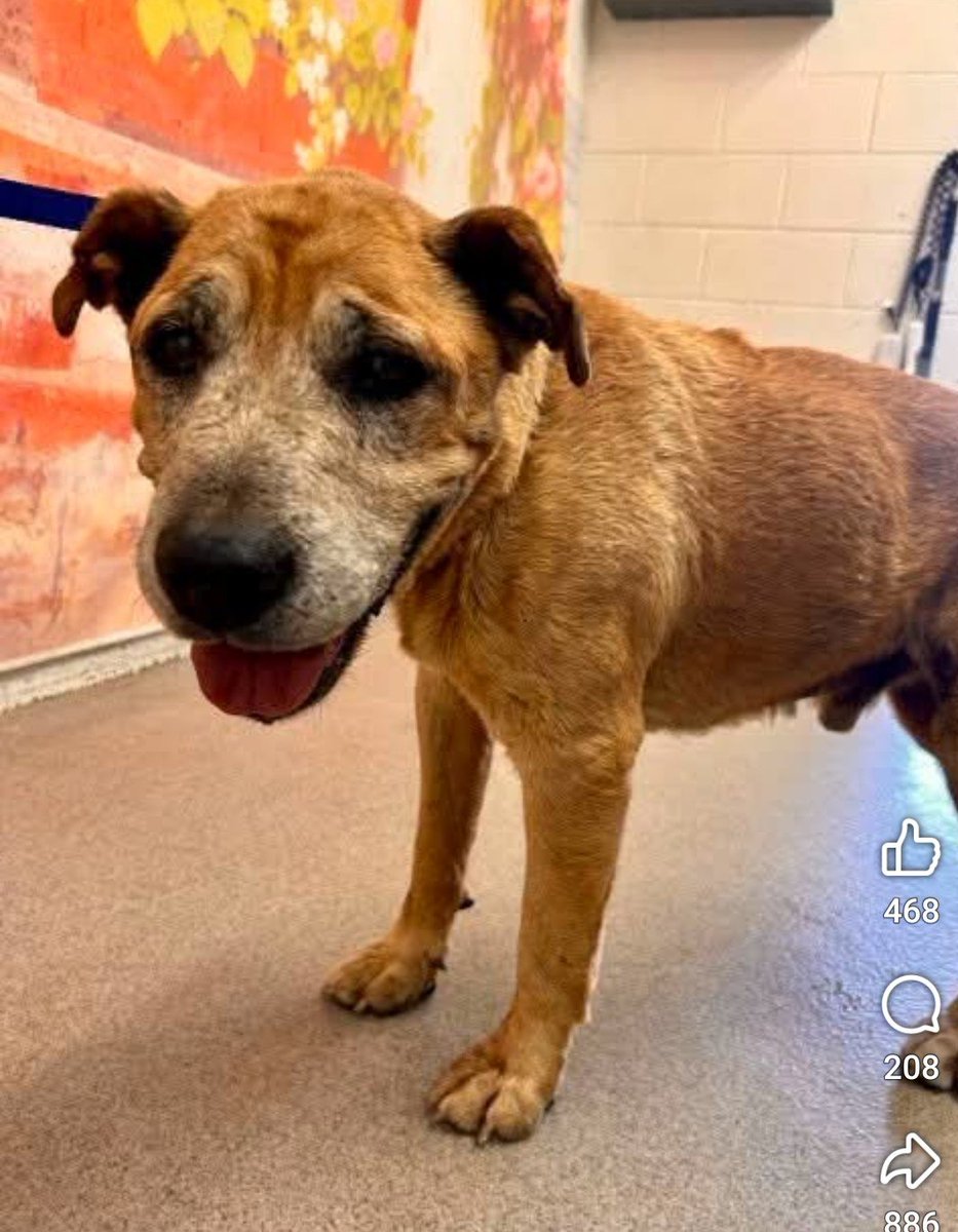 mapleveewesem's tweet photo. 💔🆘️💔 13 yo Shepherd mix JAKE at San Bernardino #California. He's 44 lbs &amp; has a number of medical issues. He needs a foster &amp; pledges 4 rescue. Please reply here if you can help 🙏 info 🔽  #A502354 https://t.co/lzdPVGKNDS