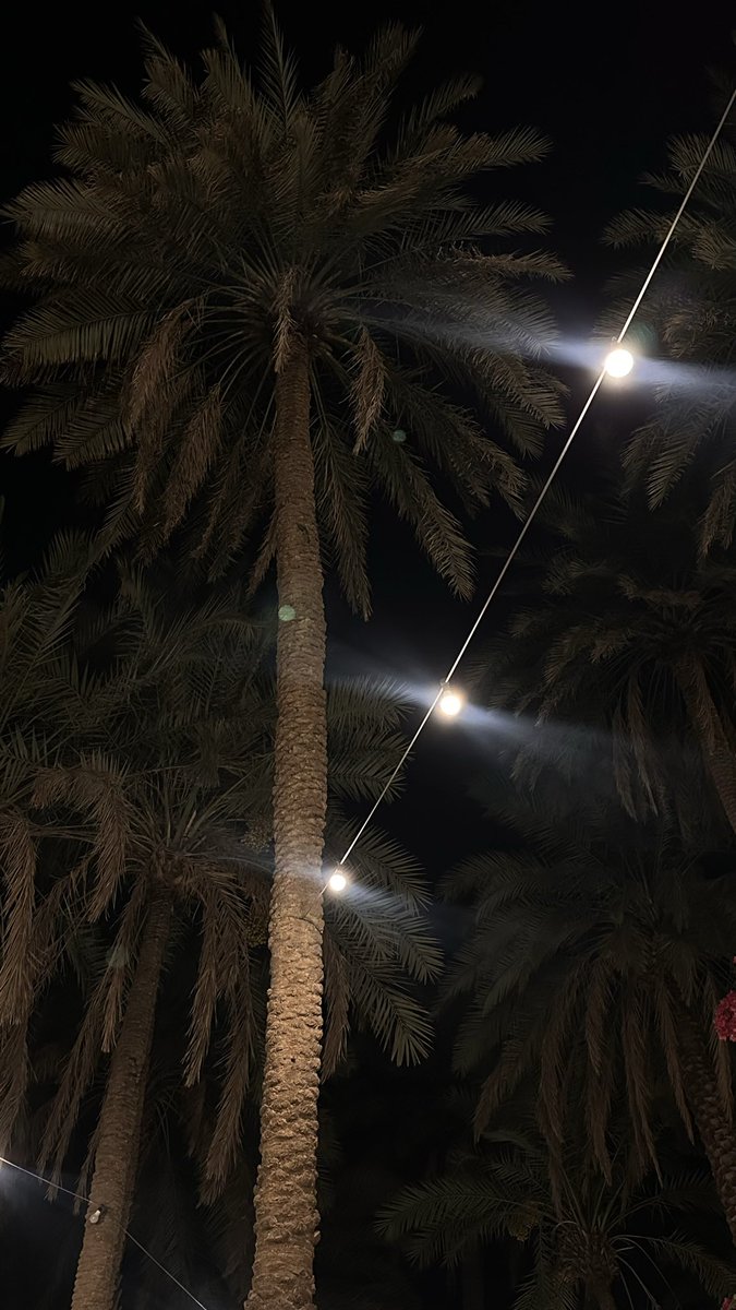 Ghadeer_Almanea's tweet photo. 🤍🌴🤍🌴🤍 https://t.co/FE33FOhR0o