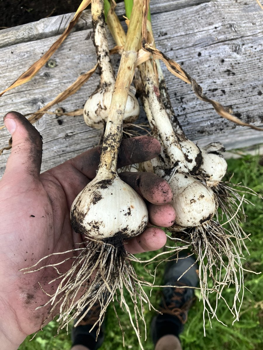 ChadBallantyne's tweet photo. 9 months waiting and my babies are finally born. #garliclife https://t.co/AsEGA7aKSG