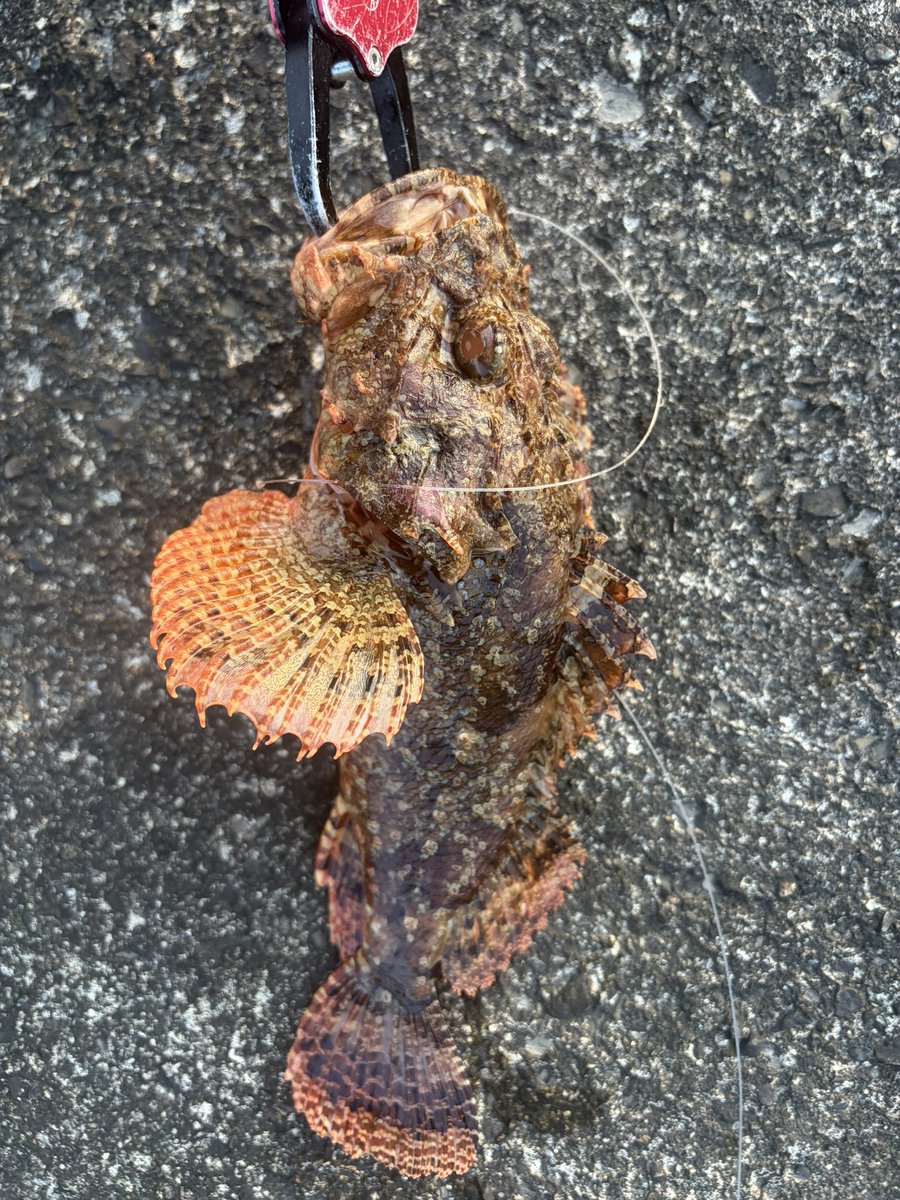 gomenred's tweet photo. 今朝というか夜中の釣果
シブダイ２匹とオニカサゴ
晩飯が楽しみだぜ
まあオニカサゴは、余りにイカつく美しく立派だったんで、丁重にお帰りいただいたんだが https://t.co/AESqmVBHy9